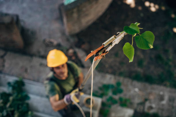 The Steps Involved in Our Tree Care Process in Piedmont, MO